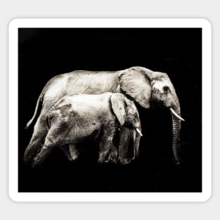 Monochrome | Black and White Series : The Elephant - Mother and Child Sticker